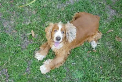 Samy
