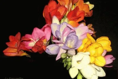 bouquet de fresias