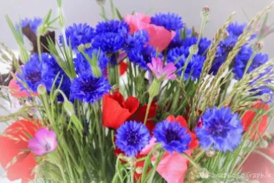bleuets