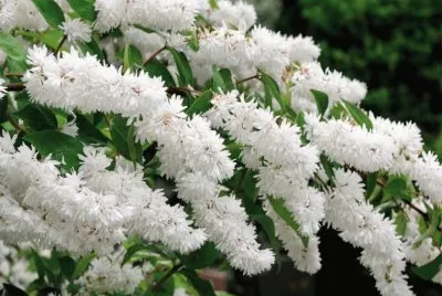 deutzia