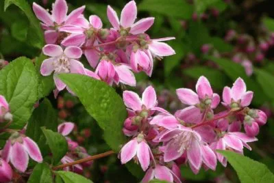 deutzia