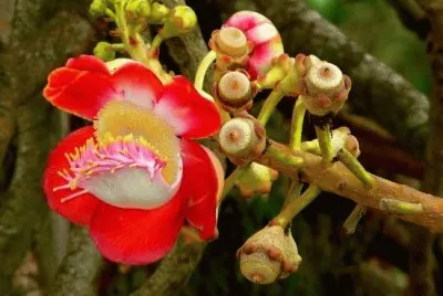 flores2