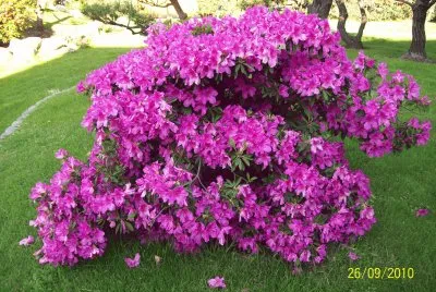 JardÃ­n japonÃ©s