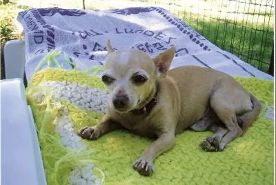 dogy jigsaw puzzle