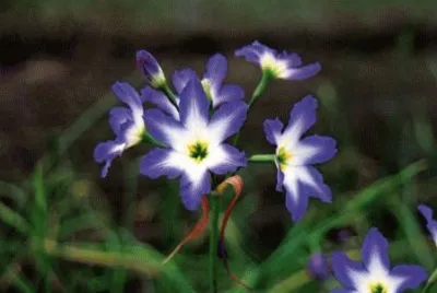 leucocoryne jigsaw puzzle