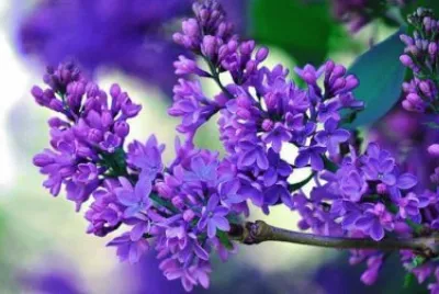 fleurs: lilas jigsaw puzzle