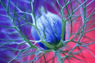 fleurs jigsaw puzzle