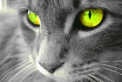 Gato