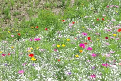 PRATO IN FIORE jigsaw puzzle