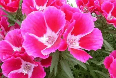 godetia jigsaw puzzle