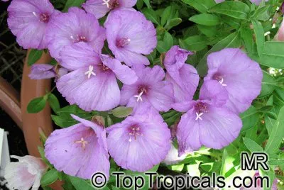 godetia jigsaw puzzle