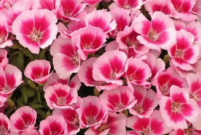 godetia jigsaw puzzle