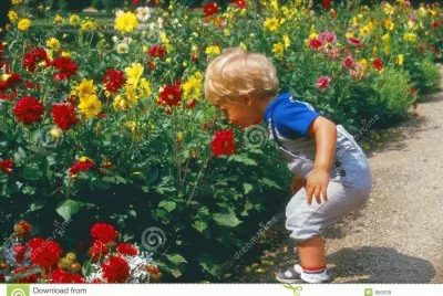 flores4