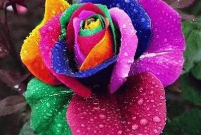 color12 jigsaw puzzle