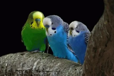 פאזל של periquitos australianos