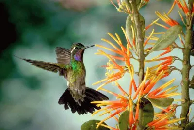 beija-flor2