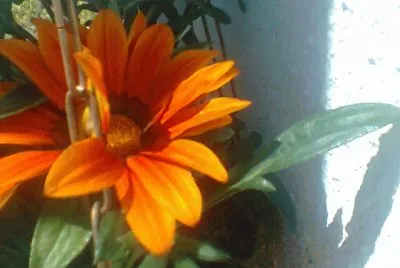Flor jigsaw puzzle