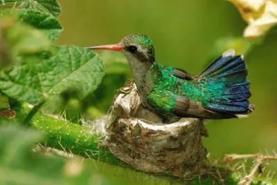 ninho de beija-flor