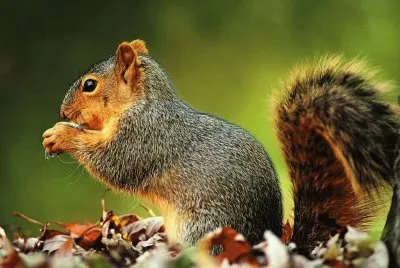 Ardillita jigsaw puzzle