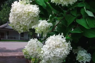 hortensia