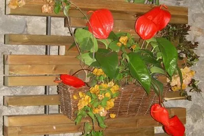 Flors