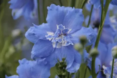 delphinium