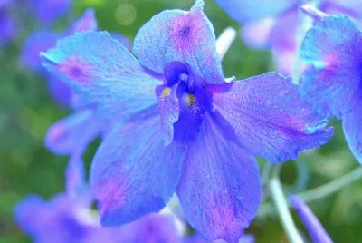 delphinium
