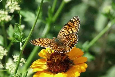 Monarch butterfly