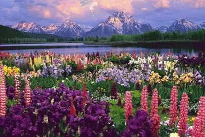 primavera