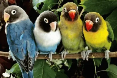 AVES