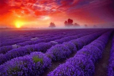 Amazing Lavender fields