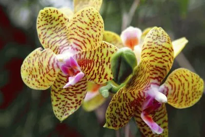 orquÃ­deas tigre