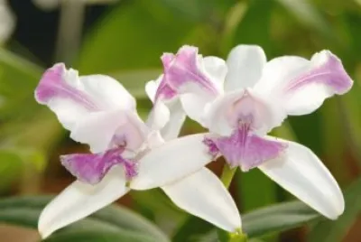 orchidÃ©e