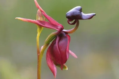 fleur