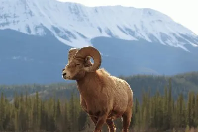 HERMOSO BORREGO CIMARRÃ“N. jigsaw puzzle