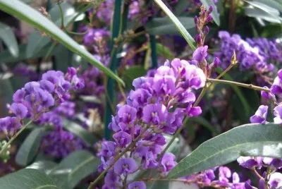 hardenbergia