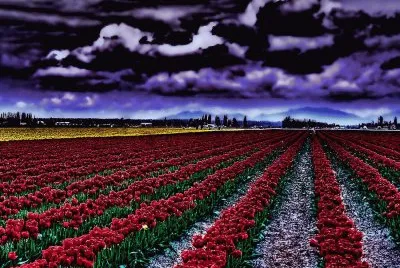 tulipas