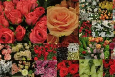 flores