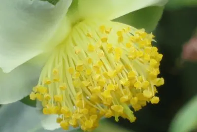 515