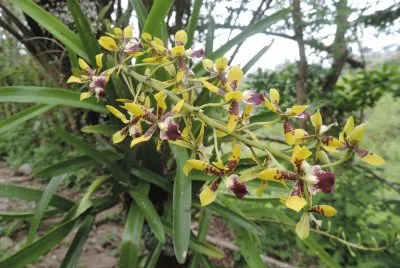 Orquideas 3