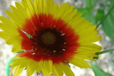 gaillarde