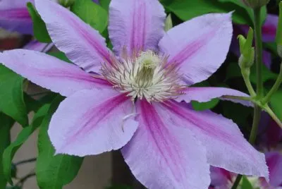 clematite