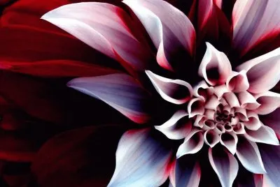 fiori