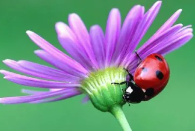 fiore