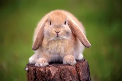 bunny