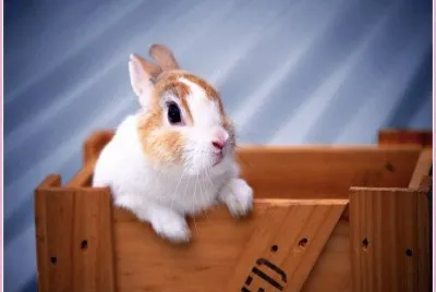 bunny jigsaw puzzle