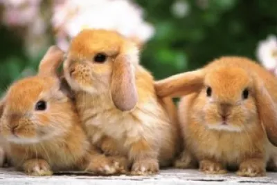 bunny jigsaw puzzle