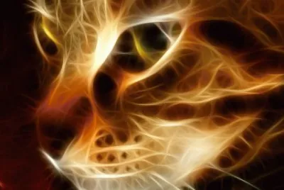cat