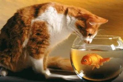 cat jigsaw puzzle