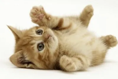 cat jigsaw puzzle